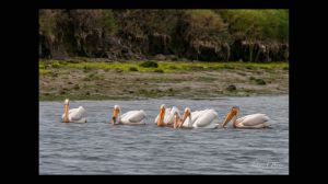 Group of American White Pelicans